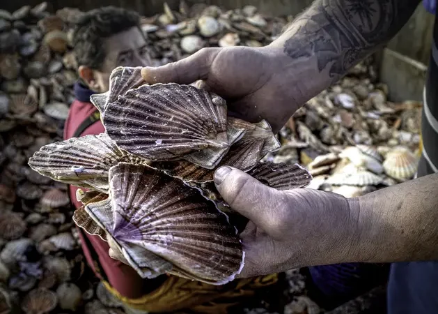 3 Pecten Maximus NFM CSJ @JPF compressed