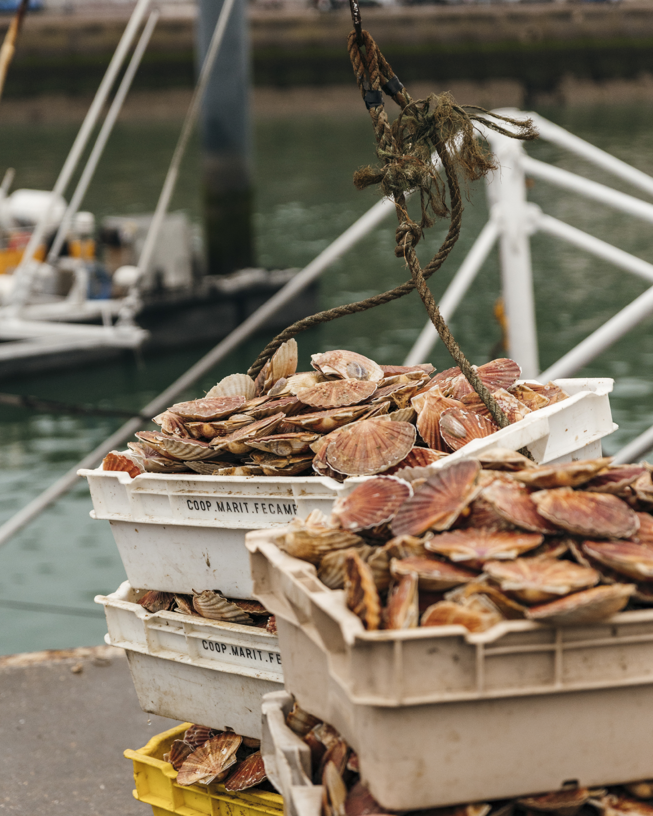 Bac Coquilles Saint Jacques de Normandie