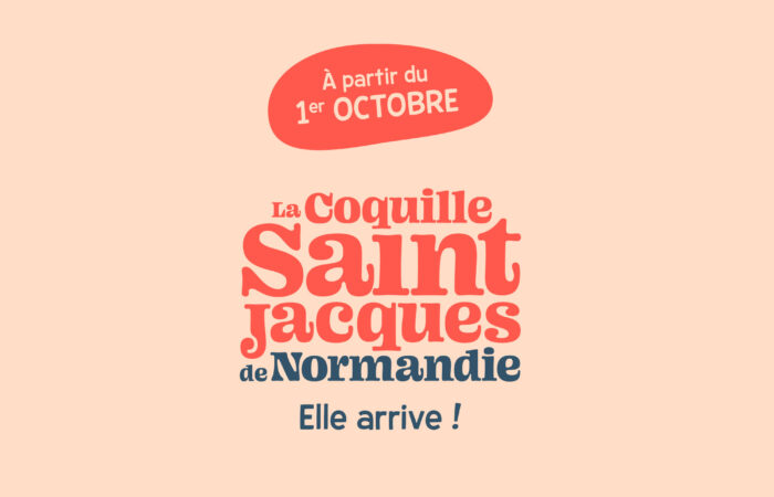 La Coquille Saint-Jacques de Normandie arrive ! 4 img article octobre elle arrive2