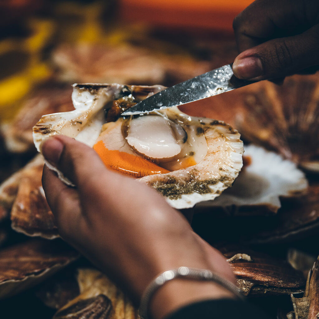 coquille st jacques de normandie